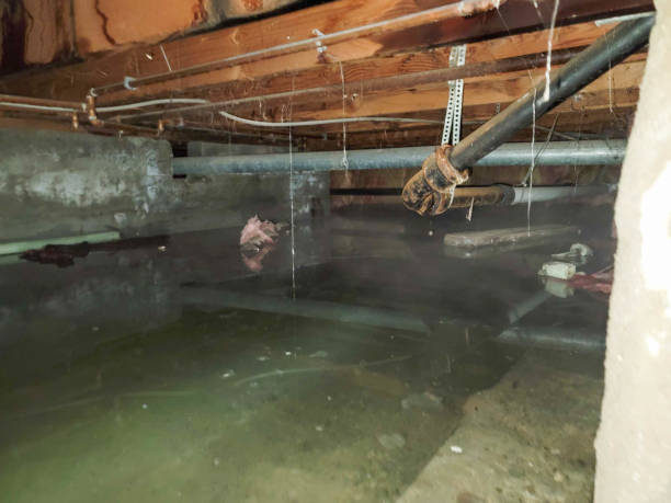 Best Ceiling water damage repair  in Arcola, TX